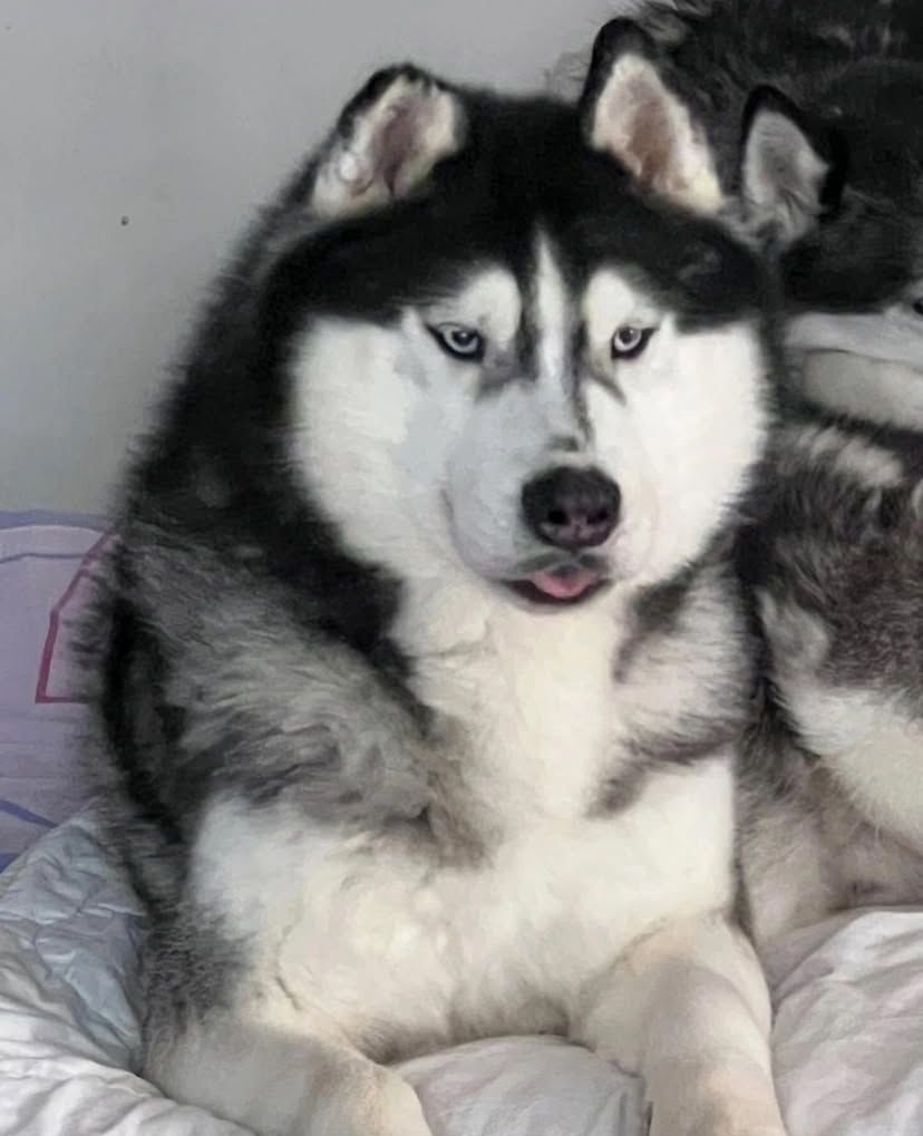 Photo of Absolute Ice Senator
