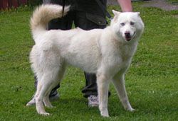 Photo of Luna (Norway-1998)