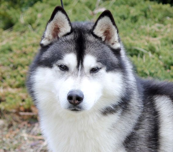 Photo of Black Jack Speigas