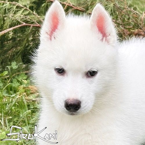 Photo of ALPHA DEL SIROKAMI
