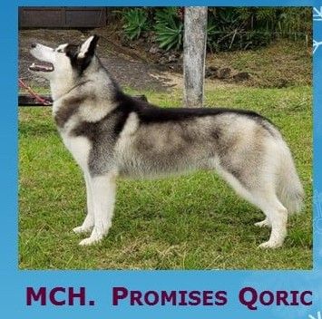 Photo of Promises Qoric