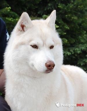 Photo of Husky Imperial Viva Biatriche