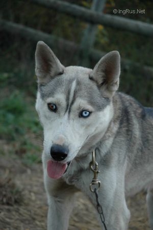 Photo of Polar Speed Ginga