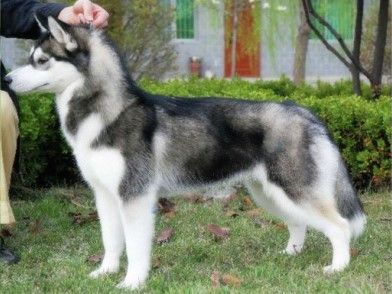 Photo of A Royal Flush of Cicikennel