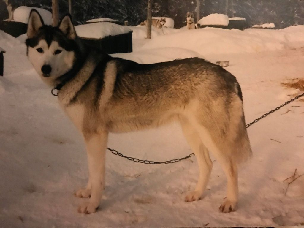 Photo of Alaskan’s Nena of Anadyr