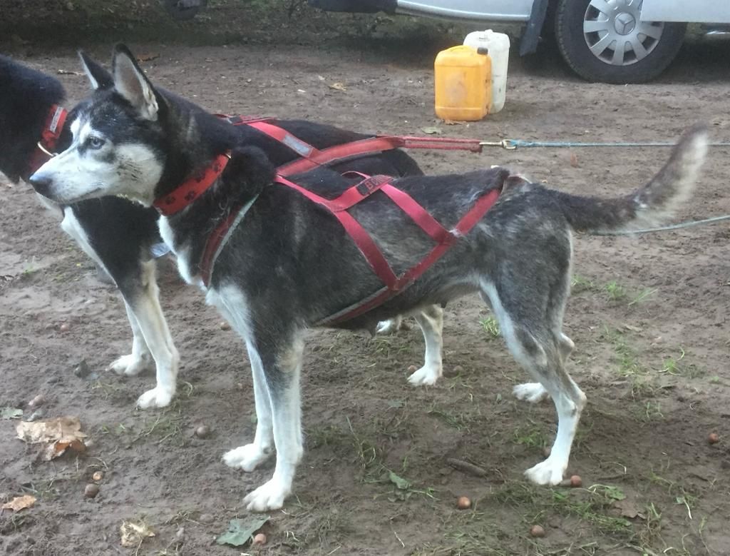 Photo of Bonnie Tyler ab Canis Polaris