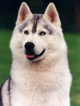 Photo of Alcinta's Rave Review Of Foxfire