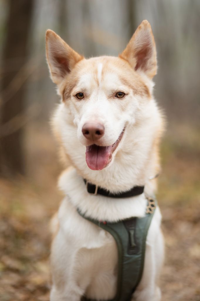 Photo of Agirregoikoa Aesir Champion Fenrir