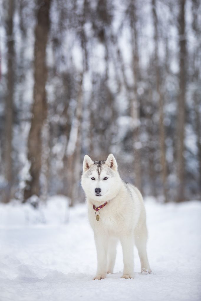 Photo of Flandor Xena Warrior Princess