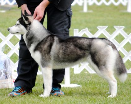 Photo of Kailua Arctic Devil