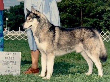 Photo of Karnovanda’s Rambling Rufus