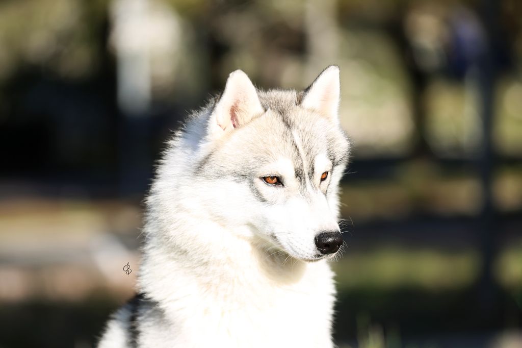 Photo of Rising Stars Grey Fury