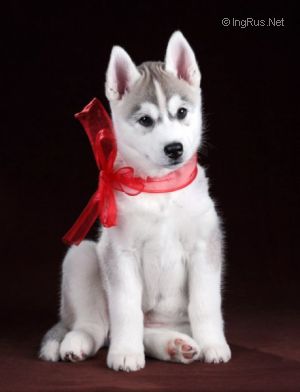 Photo of Arctic Magic Icshtar