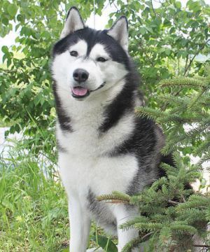 Photo of Husky Haven Unique Black Diamond
