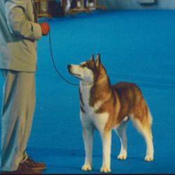 Photo of Artic-Blue’s Texas Ranger