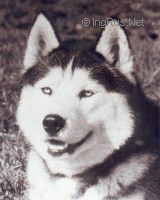 Photo of Anuk (BELG )