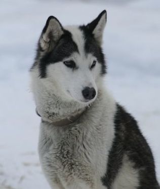 Photo of NorthWapiti’s Molotov