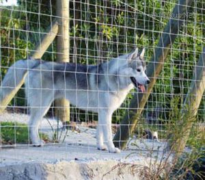 Photo of Kossok’s Jackanapes Jubilee
