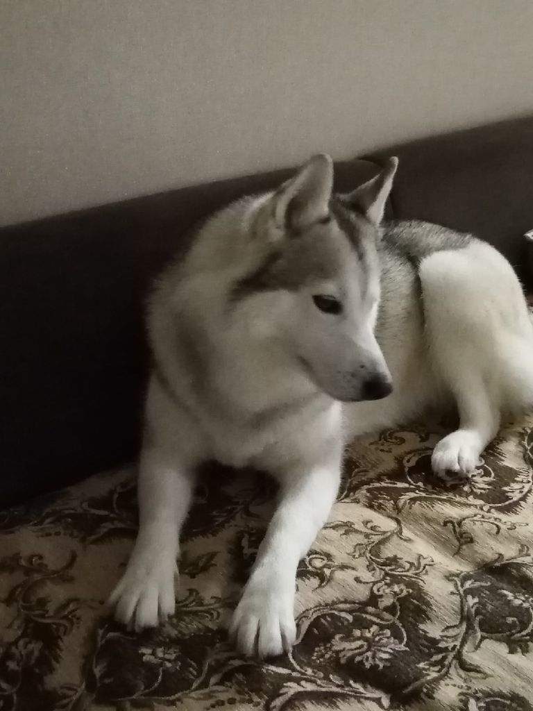 Photo of Svobodnaya Staya Lolita