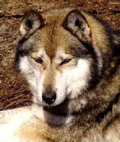 Photo of Arctic Soul Fang