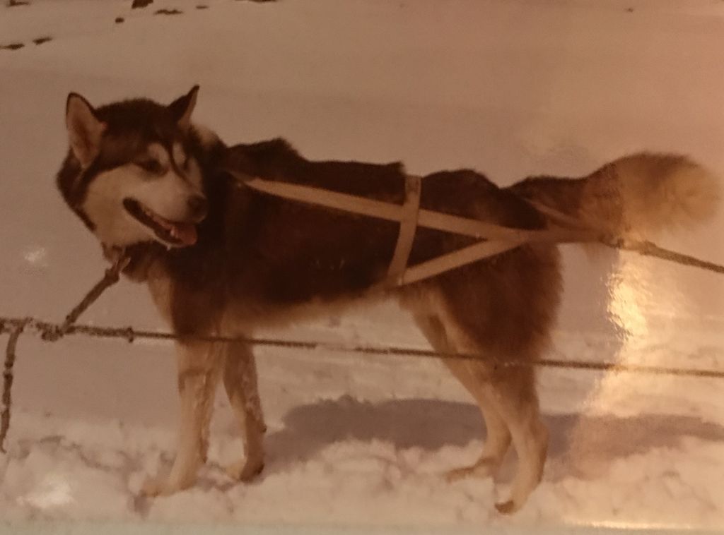 Photo of Alaskan’s Jet Pilot Of Anadyr