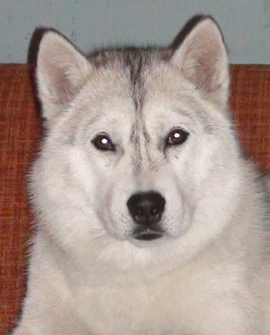 Photo of Ofeliya Of Golden Nicol