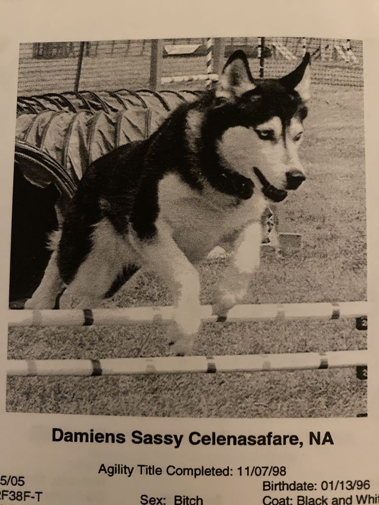 Photo of Damien’s Sassy Celenasafare