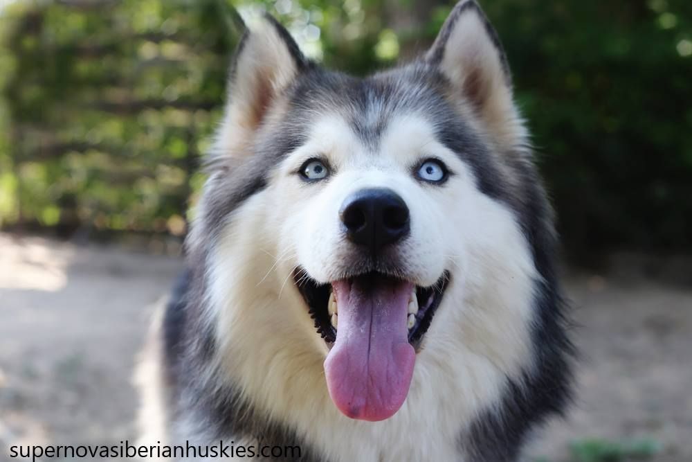 Photo of McHargue’s Lady Bella