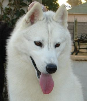 Photo of Foxfire Ghost Buster