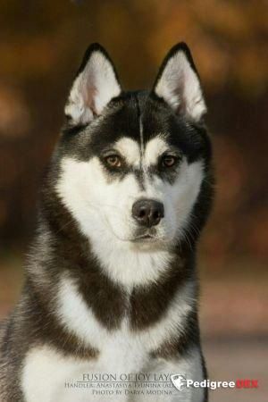Photo of Fusion of Joy Laysan