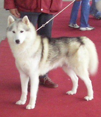 Photo of Airwild’s Takshak