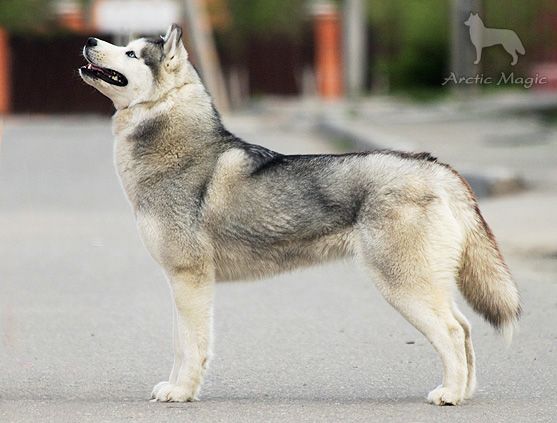Photo of Arctic Magic Pride And Glory