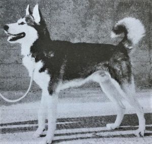 Photo of Alaskan’s Nikolai of Anadyr III