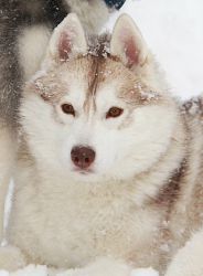 Photo of Foxfire Coco Chanel