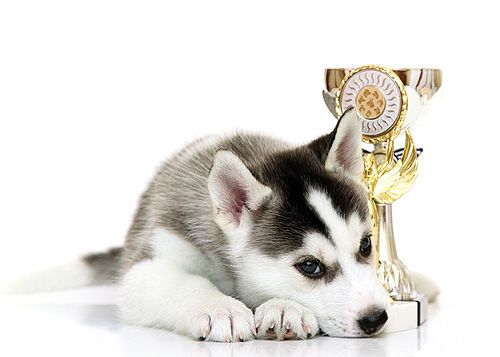 Photo of Siberian Miracle Fantastic