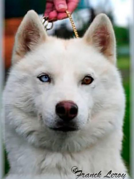 Photo of Foxfire Kahlua Cream