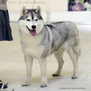 Photo of Husky Haven Groovy Fidget