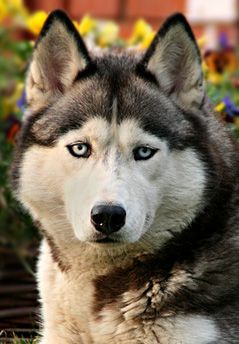 Photo of Husky Haven Siberian Lady