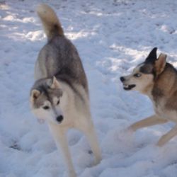 Photo of Kindred Spirit’s Sakari Girl