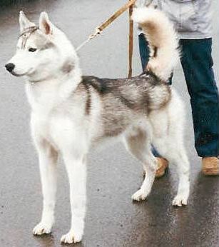 Photo of Chuchinka’s Sheen Jek