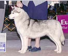 Photo of Kaila’s Moonlite Mist O’Ziemabora