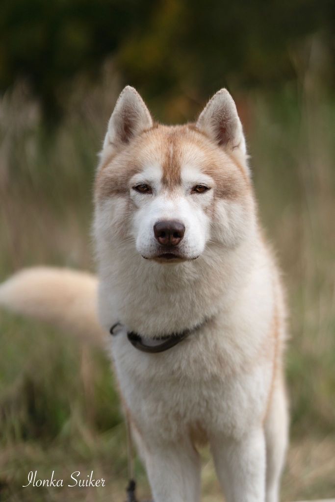 Photo of Kolyma’s Siberians Quckunniwi