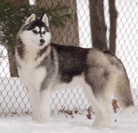 Photo of Karnovanda’s Kyra
