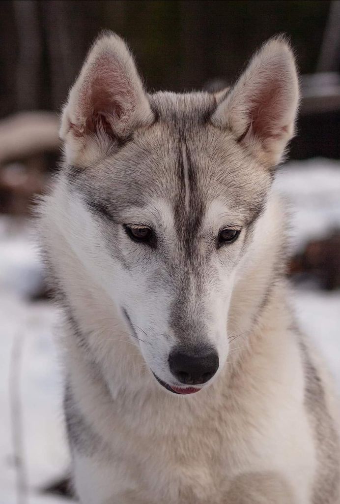 Photo of Trap line pale aura