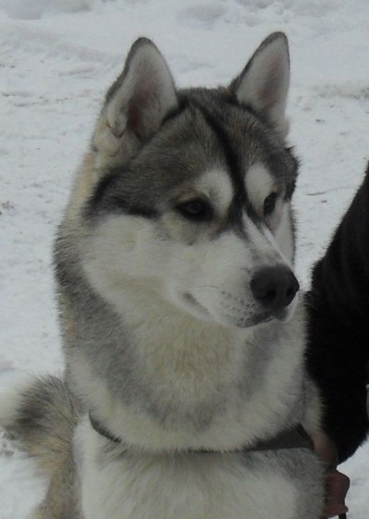 Photo of Zippi Boi Fo Mai Heot