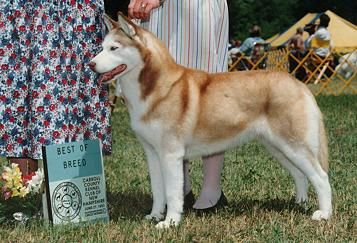 Photo of Cudubhan’s Sheliko Mahogany
