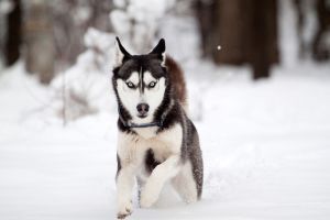 Photo of Tundra-Vanbora Buck