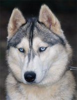 Photo of Liubov's Blue Saphyr