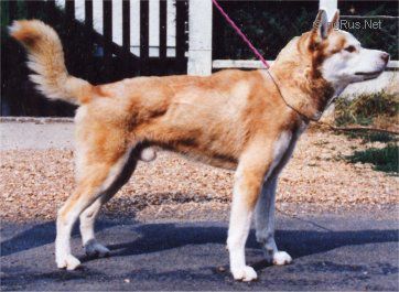 Photo of Kurkum de la Vallée de Lobo