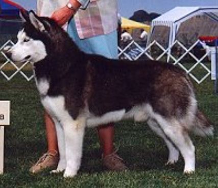 Photo of Kolya Of The Midnight Sun